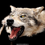 Шкура волка, фотография 4. Интернет-магазин ЛАВКА ПОДАРКОВ