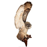  Таксидермия Чучело "Филин с расправленными крыльями" настенное 
