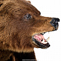 Чучело "Медведь на камне", фотография 9. Интернет-магазин ЛАВКА ПОДАРКОВ