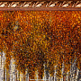 Янтарная картина "Пейзаж №5" 52х92 см, фотография 6. Интернет-магазин ЛАВКА ПОДАРКОВ