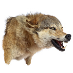  ЧУЧЕЛО "ГОЛОВА ВОЛКА"