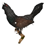 Настенное чучело птицы "Глухарь"