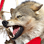 Чучело настенное "Голова волка. Воин с флажками", фотография 5. Интернет-магазин ЛАВКА ПОДАРКОВ