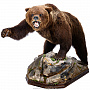 Чучело "Медведь на камне", фотография 2. Интернет-магазин ЛАВКА ПОДАРКОВ
