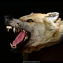 Шкура волка (ковер на подкладке), фотография 6. Интернет-магазин ЛАВКА ПОДАРКОВ