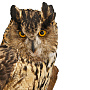 Настенное чучело птицы "Филин", фотография 3. Интернет-магазин ЛАВКА ПОДАРКОВ