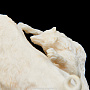 Скульптура из клыка моржа "Кабан с волком", фотография 5. Интернет-магазин ЛАВКА ПОДАРКОВ