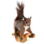 /Ж Таксидермия Чучело БЕЛКИ 