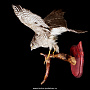 Чучело птицы "Пустельга обыкновенная" (семейство соколиных), фотография 2. Интернет-магазин ЛАВКА ПОДАРКОВ