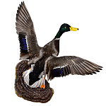 /Упрв Таксидермия Чучело УТКА  "Кряква.СЕЛЕЗЕНЬ летящий" настенный 