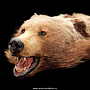Шкура медведя , фотография 3. Интернет-магазин ЛАВКА ПОДАРКОВ