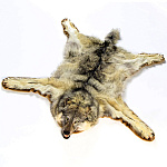 /РУД-170см/1 Таксидермия Шкура ВОЛКА на подкладке 