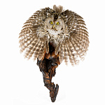  Чучело "Сова Неясыть" настенное