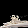 Скульптура "По первому снегу". Рог лося, фотография 3. Интернет-магазин ЛАВКА ПОДАРКОВ