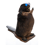 Чучело напольное "Бобер"