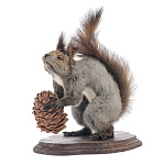 Чучело настольное "Белка с очками"