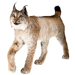  Таксидермия ЧУЧЕЛО "РЫСЬ" напольное