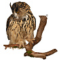 Настенное чучело птицы "Филин", фотография 4. Интернет-магазин ЛАВКА ПОДАРКОВ