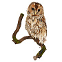 Настенное чучело птицы "Сова-неясыть", фотография 5. Интернет-магазин ЛАВКА ПОДАРКОВ