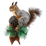  Таксидермия Чучело БЕЛКИ настенное 