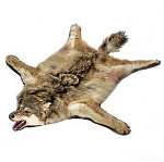 Таксидермия. Ковер из шкуры волка