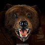 Шкура медведя (на подкладке), фотография 1. Интернет-магазин ЛАВКА ПОДАРКОВ