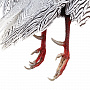 Настенное чучело птицы "Фазан серебристый", фотография 5. Интернет-магазин ЛАВКА ПОДАРКОВ
