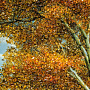 Янтарная картина "Пейзаж №3" 51х111 см, фотография 4. Интернет-магазин ЛАВКА ПОДАРКОВ