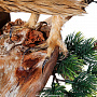 Настенное чучело птицы "Сова болотная", фотография 4. Интернет-магазин ЛАВКА ПОДАРКОВ