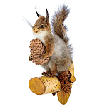  Таксидермия Чучело "Белка  с шишкой"   настенное