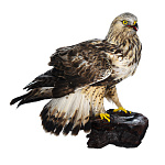  Таксидермия Чучело "Канюк-зимняк" настенное