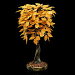 0055242-НП ДЕРЕВО ДЕНЕЖНОЕ ЯНТАРНОЕ на подставке, выс. 55 см, шир.30см, подст.д=17