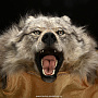Шкура полярного волка, фотография 2. Интернет-магазин ЛАВКА ПОДАРКОВ