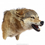 Чучело настенное "Голова волка", фотография 1. Интернет-магазин ЛАВКА ПОДАРКОВ