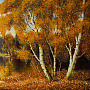 Янтарная картина "Пейзаж №4" 47х112 см, фотография 3. Интернет-магазин ЛАВКА ПОДАРКОВ