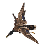 Таксидермия. Чучело настенное "Селезень летящий"