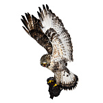 /УПРВ Таксидермия Чучело "Канюк-зимняк" настенное