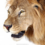 Настенное чучело "Голова льва", фотография 4. Интернет-магазин ЛАВКА ПОДАРКОВ