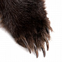 Ковер из шкуры бурого медведя (на подкладке), фотография 4. Интернет-магазин ЛАВКА ПОДАРКОВ