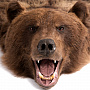 Ковер из шкуры бурого медведя (на подкладке), фотография 2. Интернет-магазин ЛАВКА ПОДАРКОВ