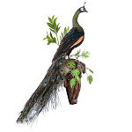  ЧУЧЕЛО ПТИЦЫ "ПАВЛИН"