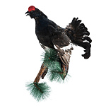 0015999/УПРВ Таксидермия Чучело ТЕТЕРЕВ настенное