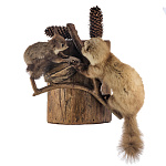 Чучело настенное "Куница с белкой"