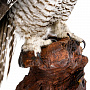 Чучело настенное "Ястребиная сова", фотография 7. Интернет-магазин ЛАВКА ПОДАРКОВ
