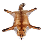  Таксидермия КОВЕР ИЗ ШКУРЫ ЛИСИЦЫ-ОГНЕВКИ 130см