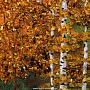 Картина янтарная "Осенняя безмятежность" 60х40 см, фотография 4. Интернет-магазин ЛАВКА ПОДАРКОВ