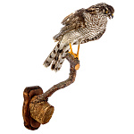  Таксидермия Чучело "Копчик Закрытые крылья"   настенное