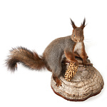  Чучело "БЕЛКА БАЙКАЛЬСКАЯ" настенное